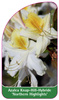 Azalea Knap-Hill-Hybride 'Northern Highlights'