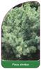 Pinus strobus