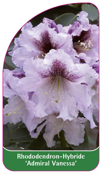 Rhododendron-Hybride 'Admiral Vanessa'