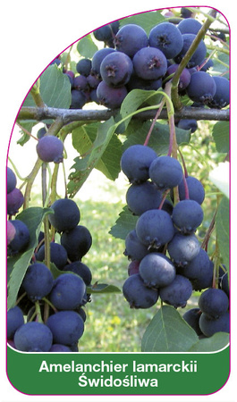 Amelanchier lamarckii Břečťan obecný