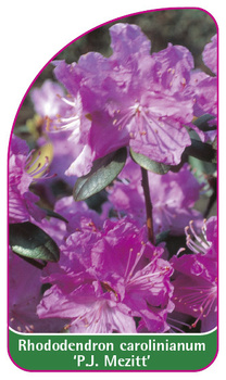 Rhododendron carolinianum 'P.J. Mezitt'