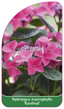 Hydrangea macrophylla 'Kardinal'