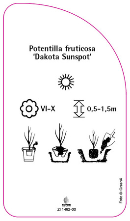 Potentilla fruticosa 'Dakota Sunspot'