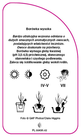 Vaccinium corymbosum 'Patriot'