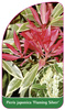 Pieris japonica 'Flaming Silver'