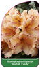Rhododendron-Hybride 'Norfolk Candy'