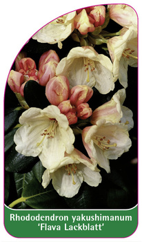 Rhododendron yakushimanum 'Flava Lackblatt'