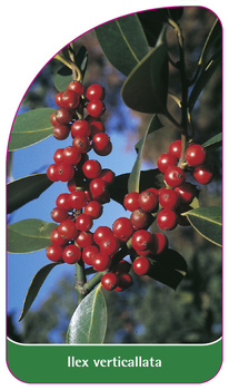 Ilex verticallata