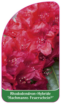 Rhododendron-Hybride 'Halfdan Lem'