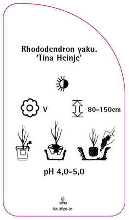 Rhododendron yakushimanum 'Tina Heinje'