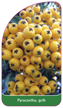 Pyracantha, gelb