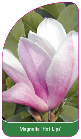 Magnolie 'Hot Lips'