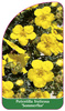 Potentilla fruticosa 'Sommerflor'