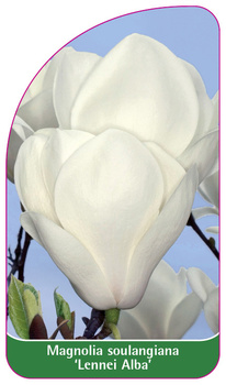 Magnolia soulangiana 'Lennei Alba'