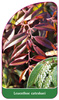 Leucothoe catesbaei