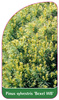 Pinus sylverstris 'Bexel WB'