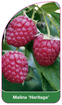 Malina 'Heritage'