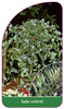 Salix cottetii