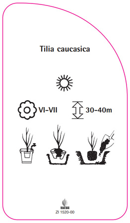 Tilia caucasica