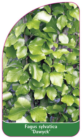 Fagus sylvatica 'Dawyck'