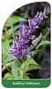 Buddleja lindleyana