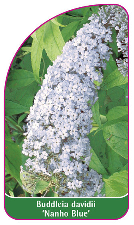 Buddleia davidii 'Nanho Blue'