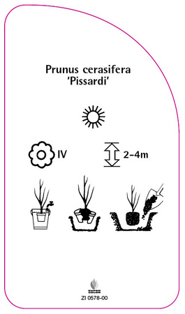 Prunus cerasifera 'Pissardi'