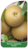 Grusza azjatycka 'Hosui'