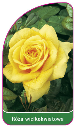 Róza wielkokwiatowa Nr. 203