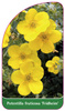 Potentilla fruticosa 'Fridheim'