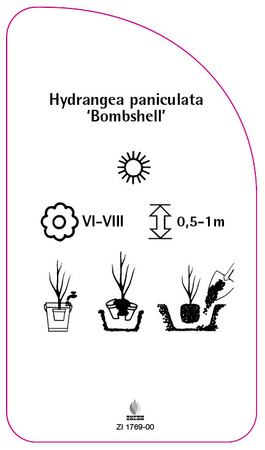 Hydrangea paniculata 'Bombshell'