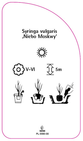 Syringa vulgaris "Cerul Moscovei