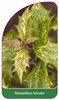 Osmanthus tricolor