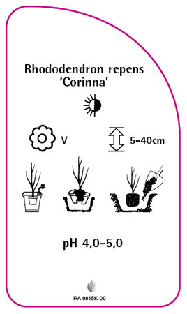 Rhododendron repens 'Corinna'