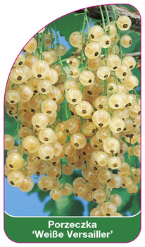 Porzeczka 'Weiße Versailler'