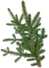Gałązka świerka zielona żywa do 30cm