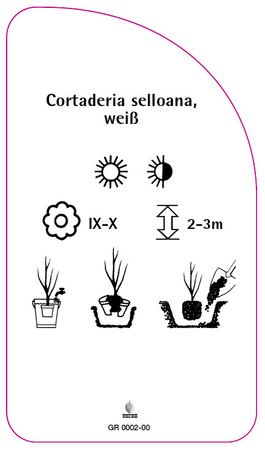 Cortaderia selloana, weiß