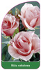Róza rabatowa Nr. 252