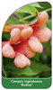 Campsis tagliabuana 'Kudian'
