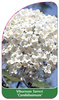 Viburnum farreri 'Candidissimum'
