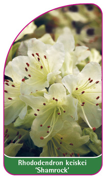 Rhododendron keiskei 'Shamrock'