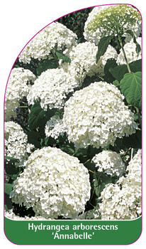 Hydrangea arborescens 'Annabelle'