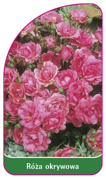 Capacul a crescut nr. 307