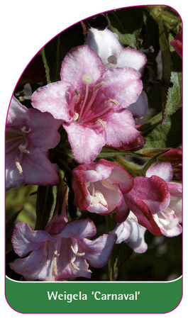 Weigela 'Carneval'