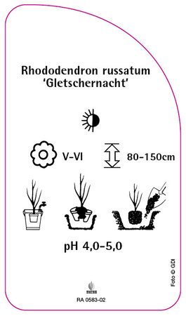 Rhododendron russatum 'Gletschernacht'