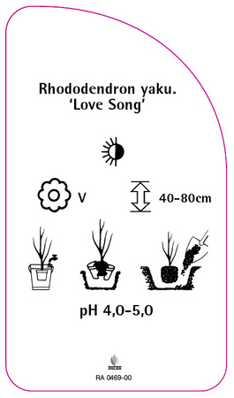 Rhododendron yakushimanum 'Love Song'