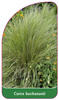 Carex buchananii