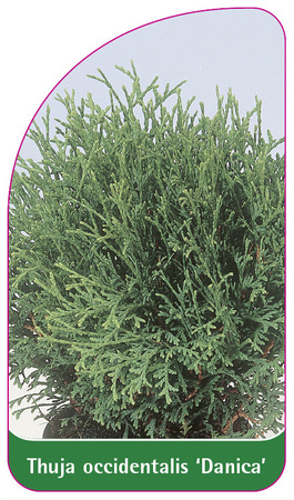Thuja occidentalis 'Danica'