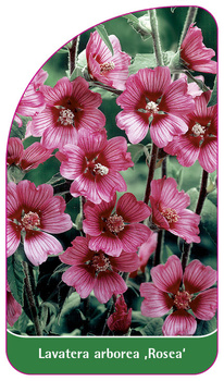 Lavatera arborea ,Rosea'