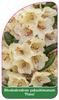 Rhododendron yakushimanum 'Flava'